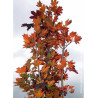 ACER platanoides CRIMSON SENTRY (Érable plane Crimson Sentry)