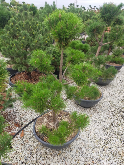 PINUS sylvestris En pot forme pompons