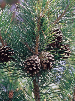 PINUS sylvestris