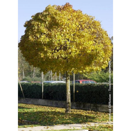 ACER platanoides GLOBOSUM (Érable plane boule)