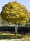 erable-plane-boule-acer-platanoides-globosum-3.jpg