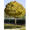 ACER platanoides GLOBOSUM (Érable plane boule)