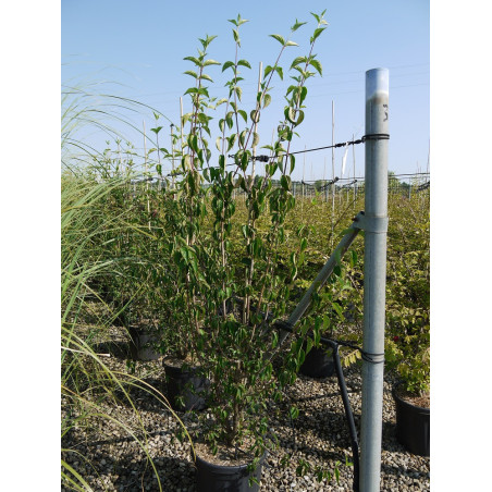CORNUS mas (Cornouiller mâle)