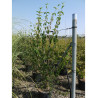 CORNUS mas (Cornouiller mâle) En pot de 15-20 litres forme buisson hauteur 125-150 cm