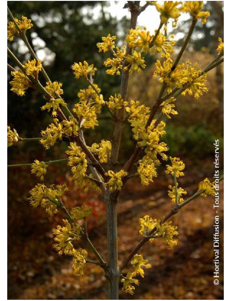 CORNUS mas (Cornouiller mâle)