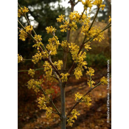 CORNUS mas (Cornouiller mâle)