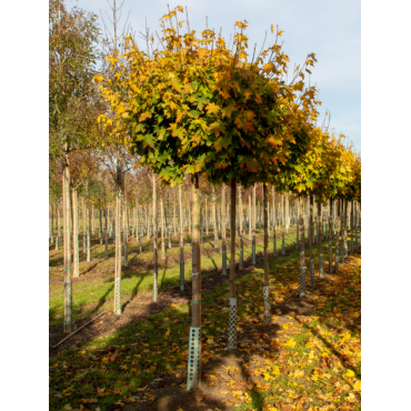 ACER platanoides GLOBOSUM (Érable plane boule)