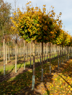 erable-plane-boule-acer-platanoides-globosum-1.jpg