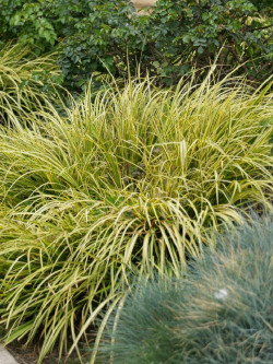 ACORUS gramineus OGON