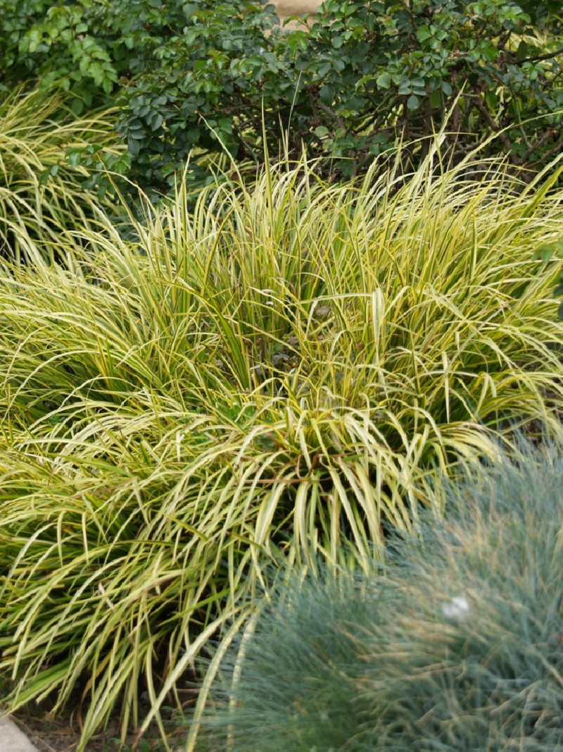 ACORUS gramineus OGON