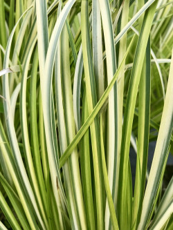 ACORUS gramineus OGON