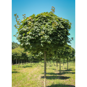 ACER platanoides GLOBOSUM (Érable plane boule)