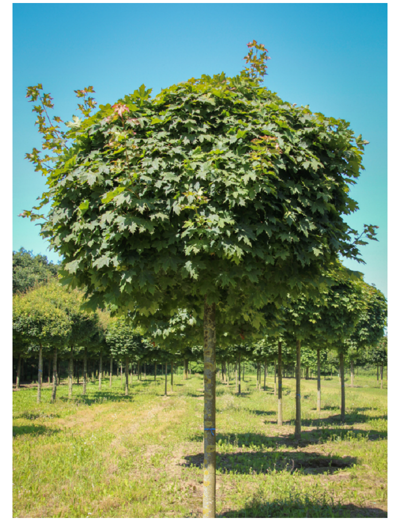 ACER platanoides GLOBOSUM (Érable plane boule)