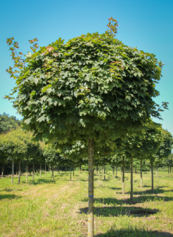 erable-plane-boule-acer-platanoides-globosum.jpg