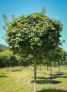 erable-plane-boule-acer-platanoides-globosum.jpg
