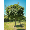 ACER platanoides GLOBOSUM (Érable plane boule)