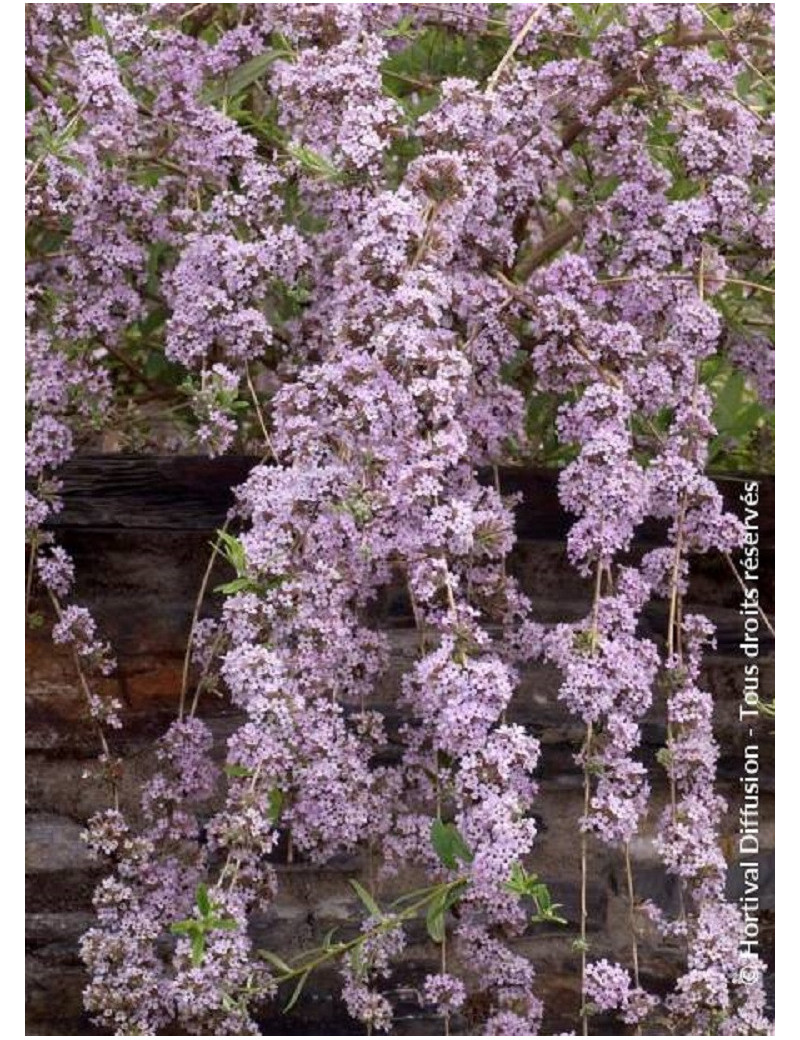 BUDDLEIA alternifolia BUDDLEIA alternifolia