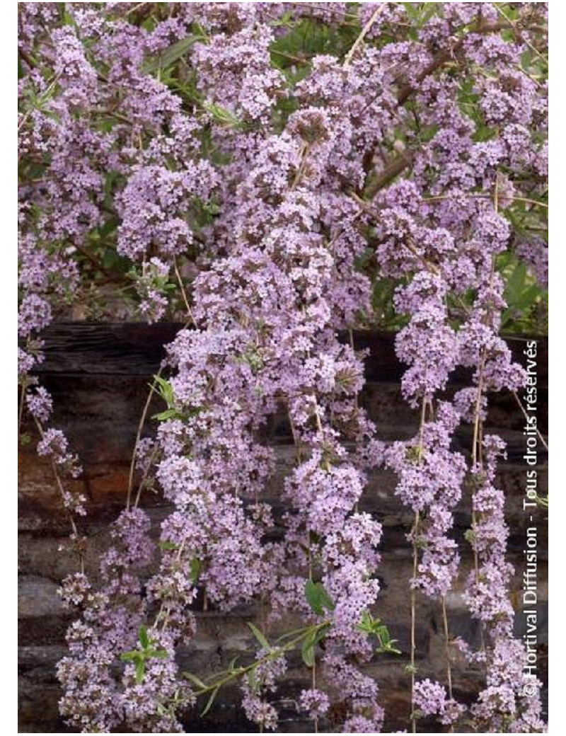 BUDDLEIA alternifolia (Arbre aux papillons à feuilles alternes)