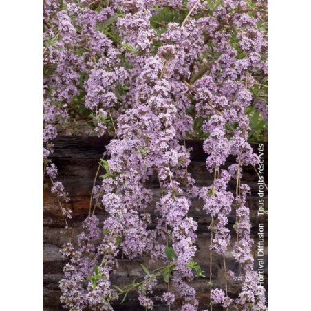 BUDDLEIA alternifolia (Arbre aux papillons à feuilles alternes)