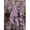 BUDDLEIA alternifolia
