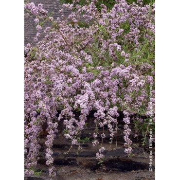 BUDDLEIA alternifolia (Arbre aux papillons à feuilles alternes)