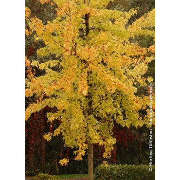 ACER saccharinum LACINIATUM WIERI (Érable argenté lacinié)