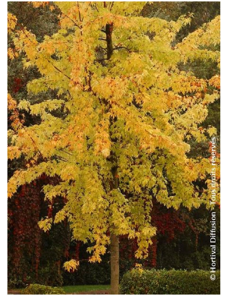 ACER saccharinum LACINIATUM WIERI (Érable argenté lacinié)