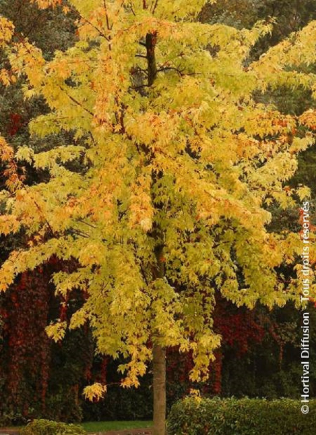 erable-argente-decoupe-wieri-acer-saccharinum-laciniatum-wieri.jpg