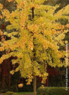 erable-argente-decoupe-wieri-acer-saccharinum-laciniatum-wieri.jpg