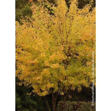 ACER saccharinum LACINIATUM WIERI (Érable argenté lacinié)