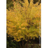 ACER saccharinum LACINIATUM WIERI (Érable argenté lacinié)