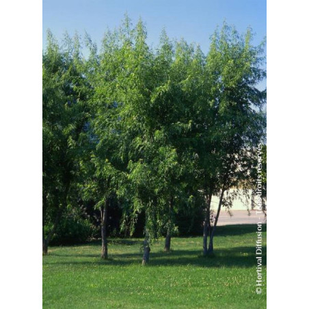 ACER saccharinum LACINIATUM WIERI (Érable argenté lacinié)