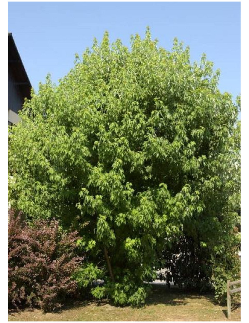 ACER saccharinum PYRAMIDALE (Érable argenté pyramidal)