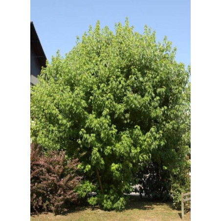 ACER saccharinum PYRAMIDALE (Érable argenté pyramidal)