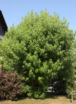 erable-argente-fastigie-acer-saccharinum-pyramidale.jpg