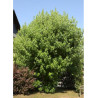 ACER saccharinum PYRAMIDALE