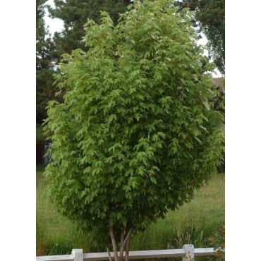 ACER saccharinum PYRAMIDALE (Érable argenté pyramidal)