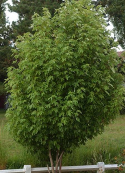 erable-argente-fastigie-acer-saccharinum-pyramidale-1.jpg