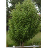 ACER saccharinum PYRAMIDALE