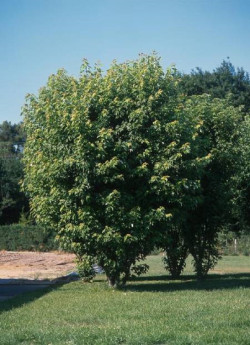 erable-argente-fastigie-acer-saccharinum-pyramidale-2.jpg