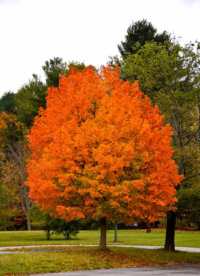 erable-a-sucre-acer-saccharum.jpg
