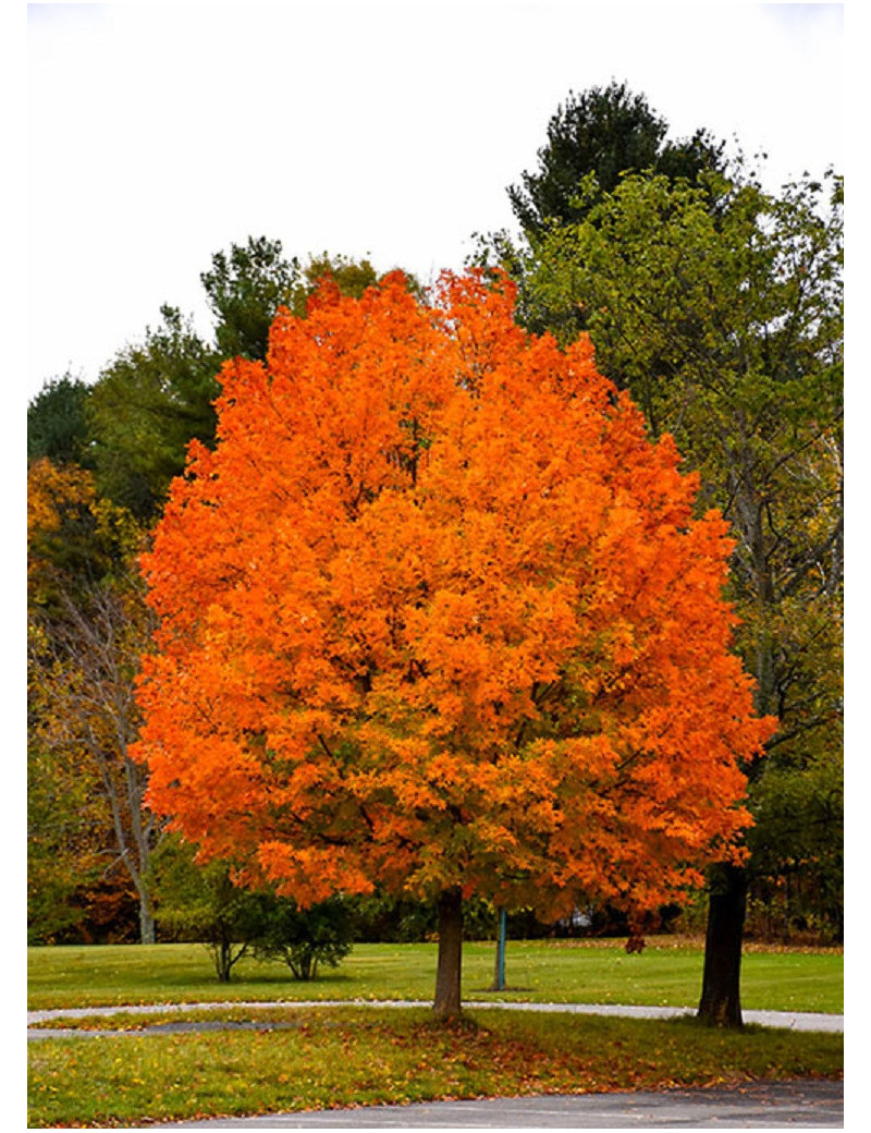 ACER saccharum (Érable à sucre)