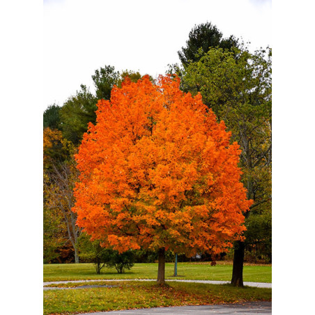 ACER saccharum (Érable à sucre)