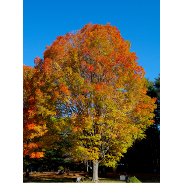 ACER saccharum (Érable à sucre)