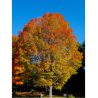 ACER saccharum