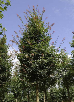 ACER zoeschense ANNAE