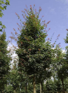 erable-hybride-annae-acer-zoeschense-annae-1.jpg
