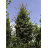 ACER zoeschense ANNAE