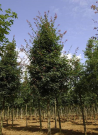 erable-hybride-annae-acer-zoeschense-annae-3.jpg