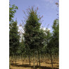 ACER zoeschense ANNAE